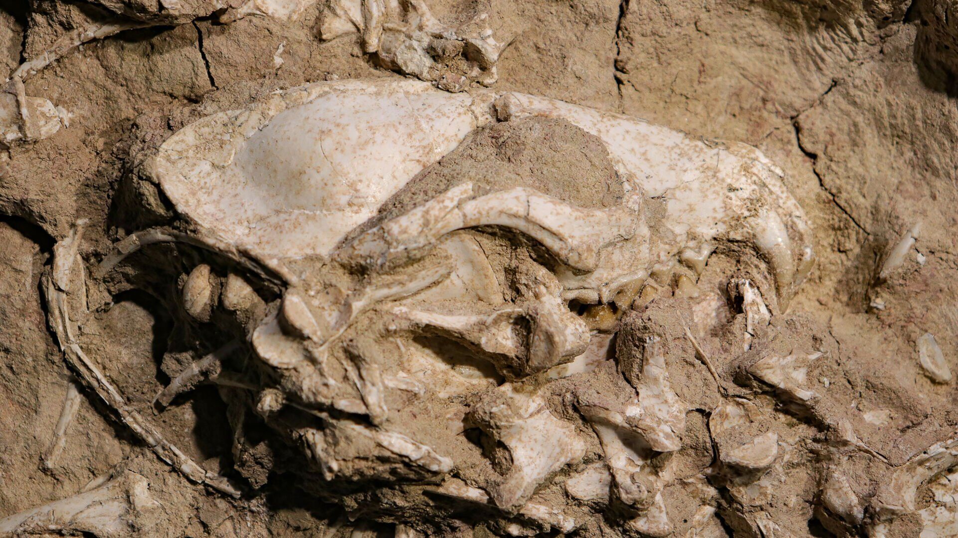 LIFE-SCI-ANCIENT-DOGSPECIES-2-MCT